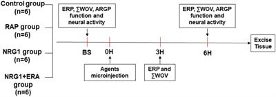 Regulation of the NRG1/ErbB4 Pathway in the Intrinsic Cardiac Nervous System Is a Potential Treatment for Atrial Fibrillation